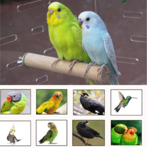 Stainless Steel Bowls For Feeding Birds